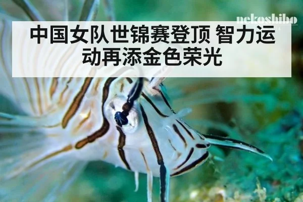 中国女队世锦赛登顶 智力运动再添金色荣光